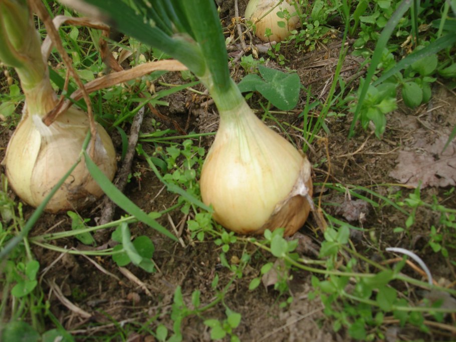 Рокамболь (Allium scorodoprasum)