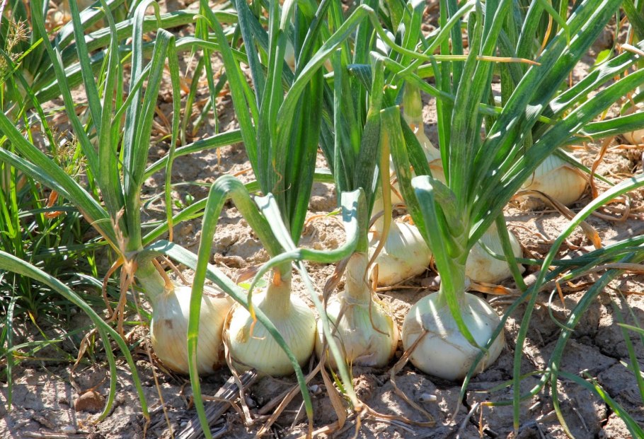 Лук на грядке