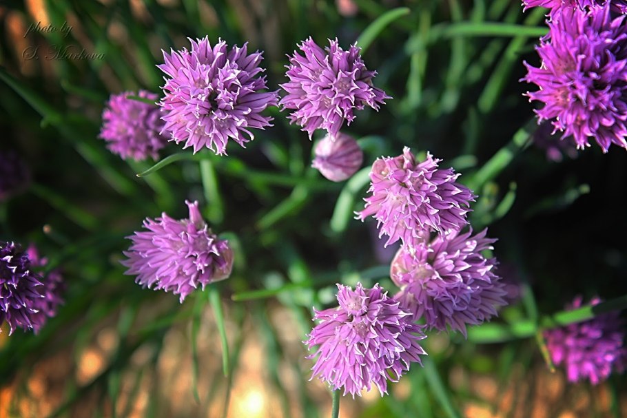 Лук порей Эксибишен