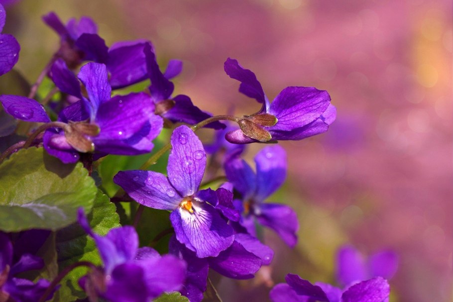 Фиалка топяная – Viola uliginosa Bess