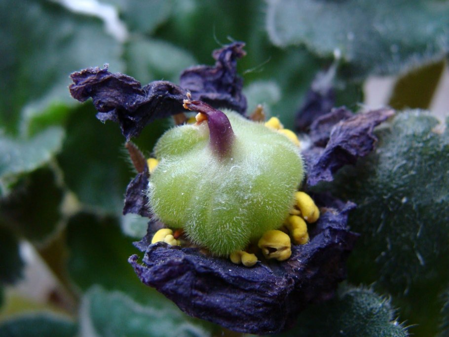 Узамбарская фиалка семена