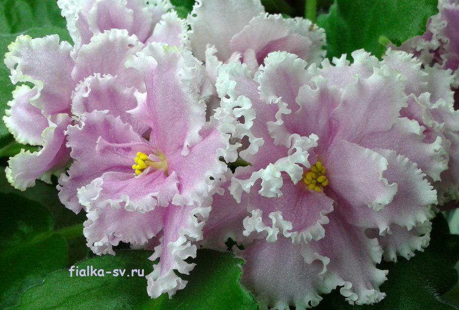 Фиалка angel's petticoats