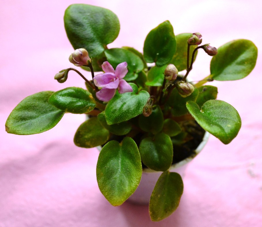 Фиалка rob's boolaroo