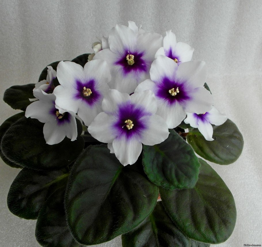 Фиалка optimara