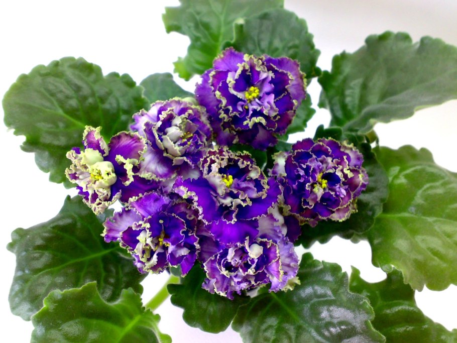 Фиалка водяной дадоян