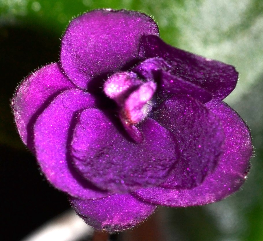 Фиалка англичанка