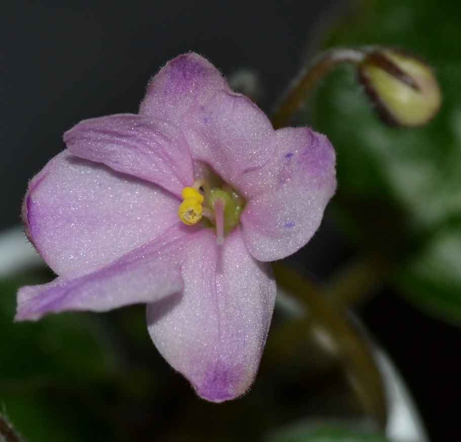 Фиалка мандрагора