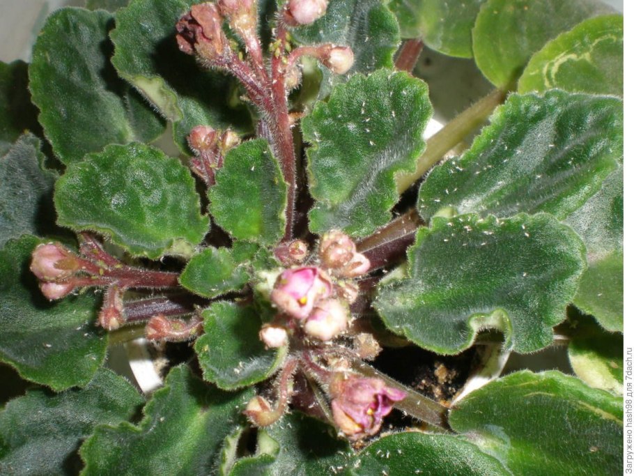 Бурая гниль фиалки