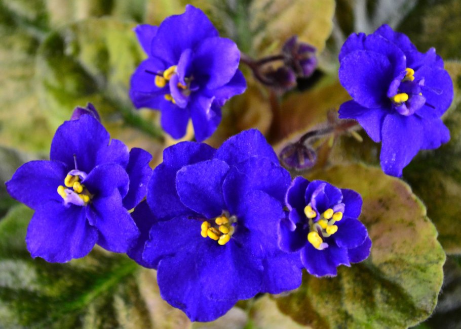 Цветок African Violet