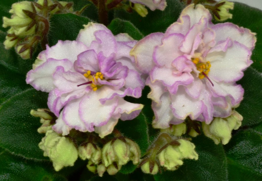 Фиалка african violet ness
