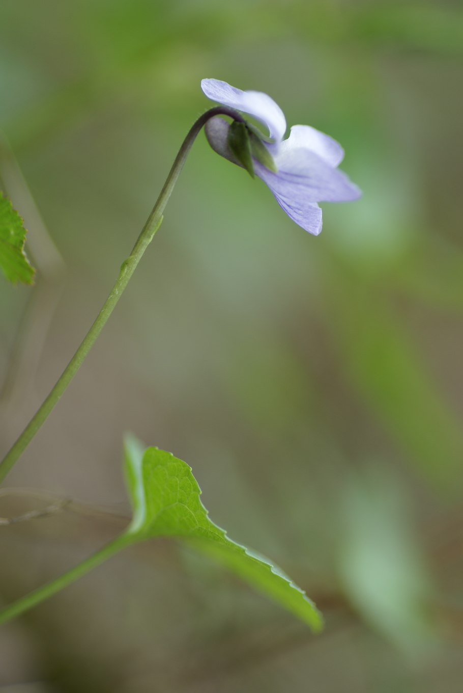 Фиалка рассеченнолистная