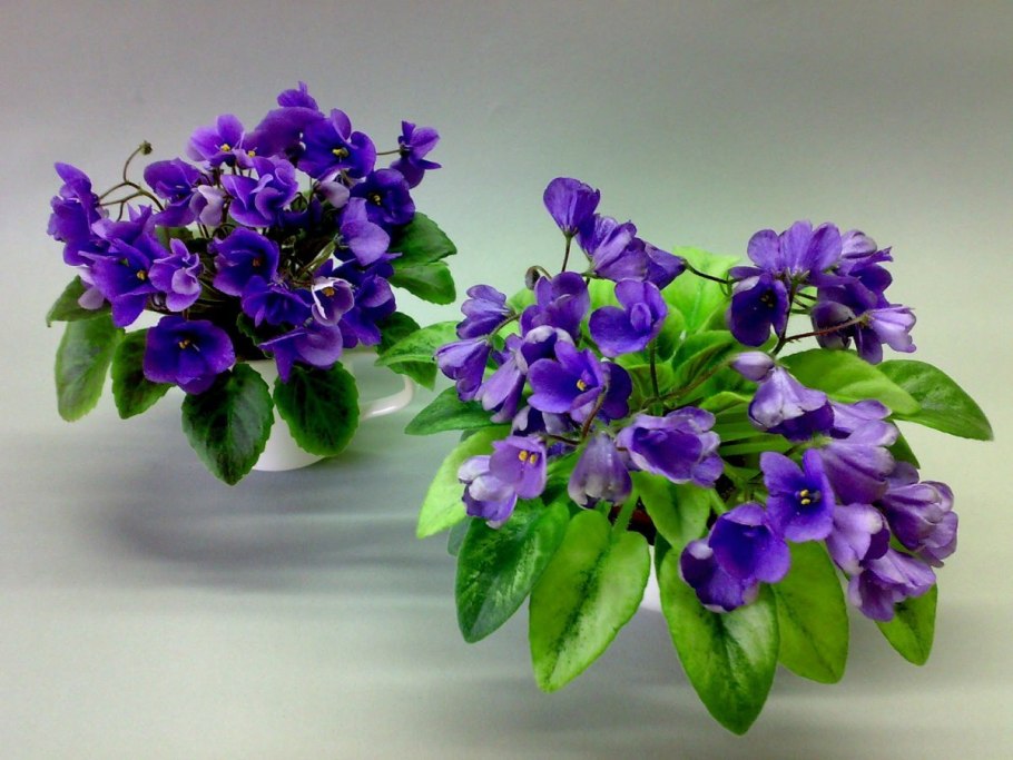 Фиалка н нейтири