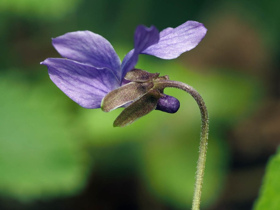 Viola epipsila