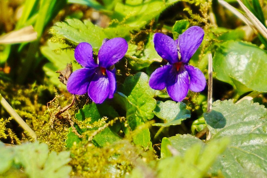 Фиалка из полимерной глины