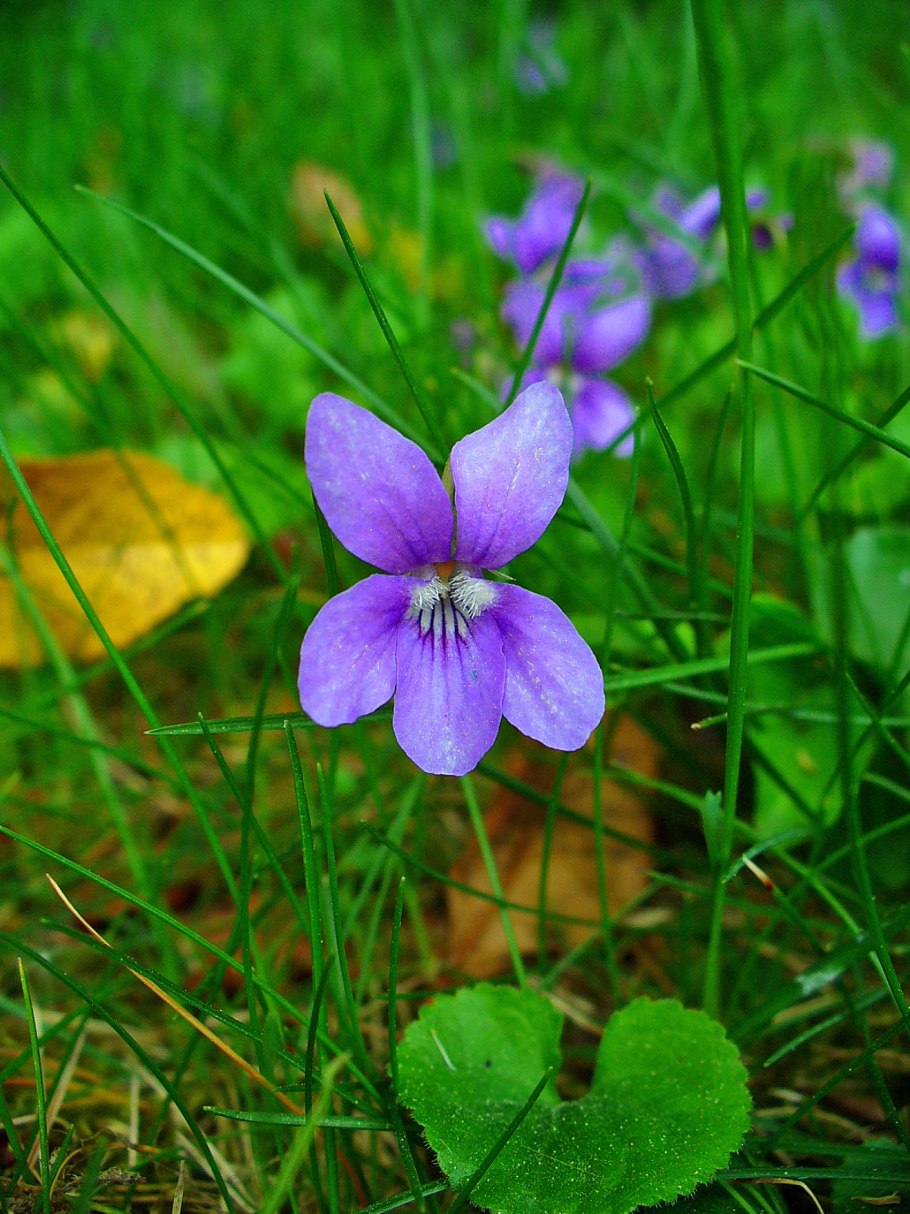 Viola epipsila