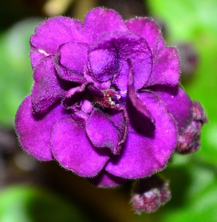 Фиалка фанданго