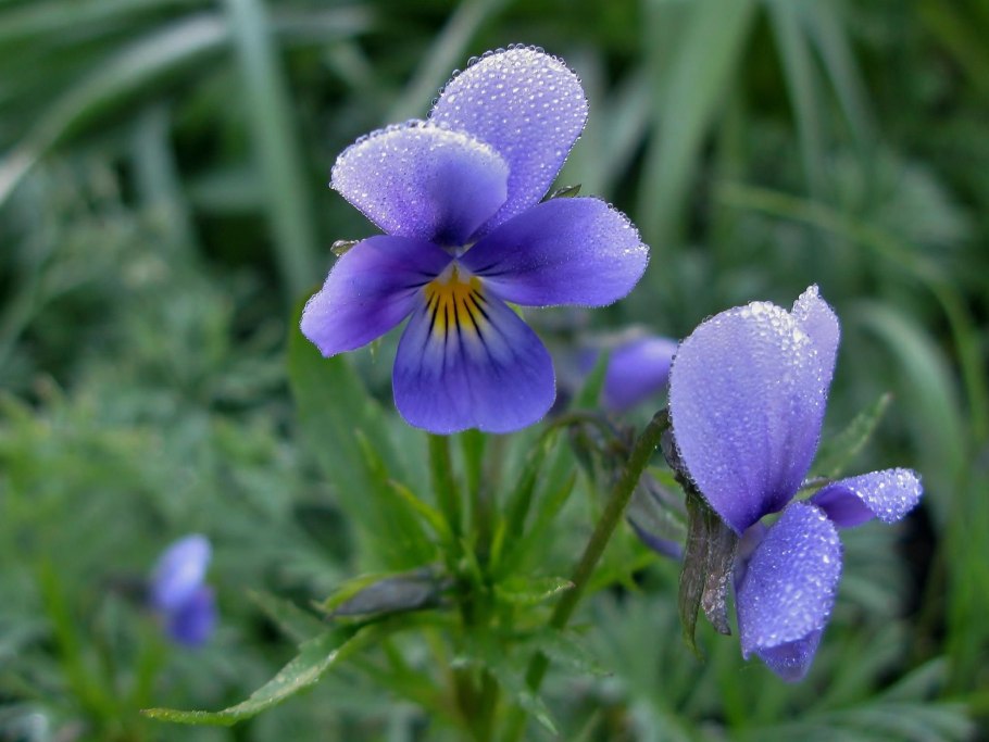 Viola epipsila Ledeb