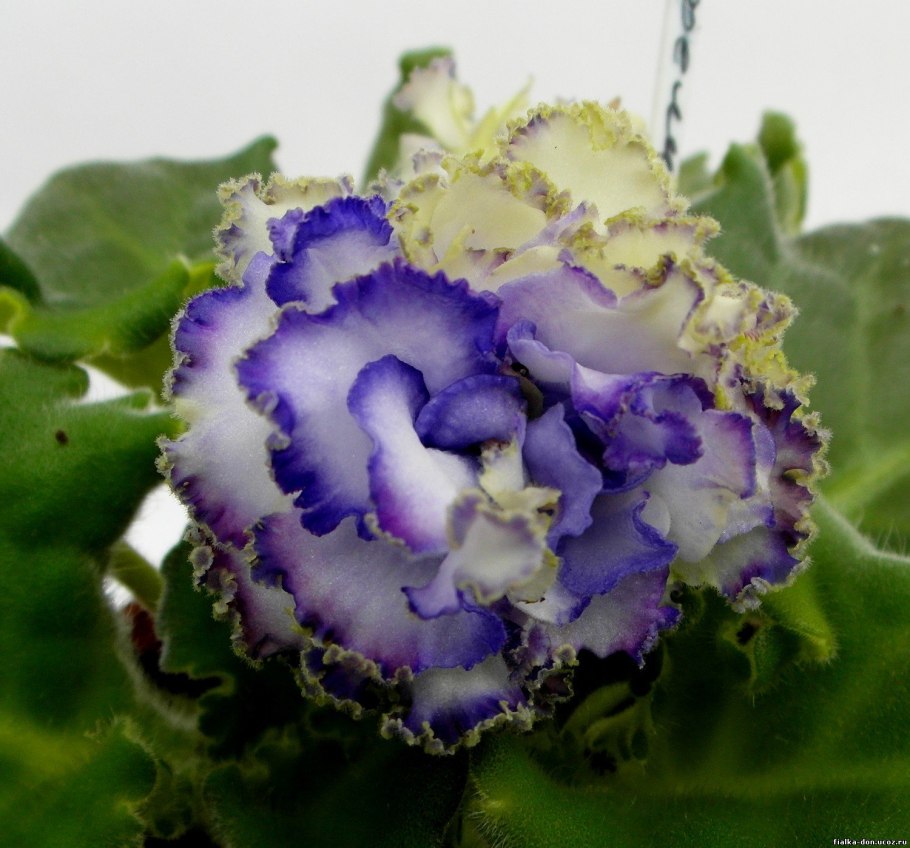 Фиалка герцогиня люкс