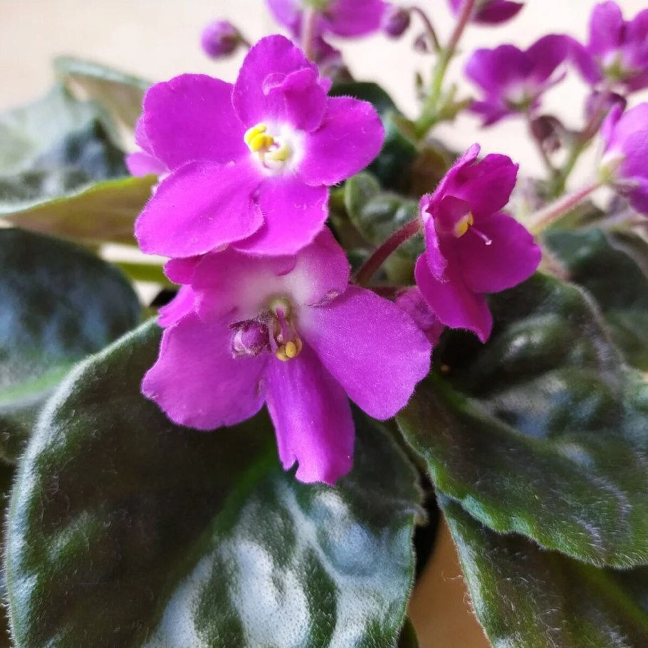 Фиалка сенполия