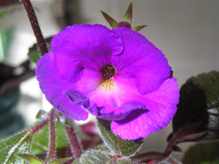 Ахименес пурпл кинг