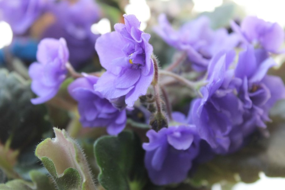 Фиалка лавандовая жемчужина