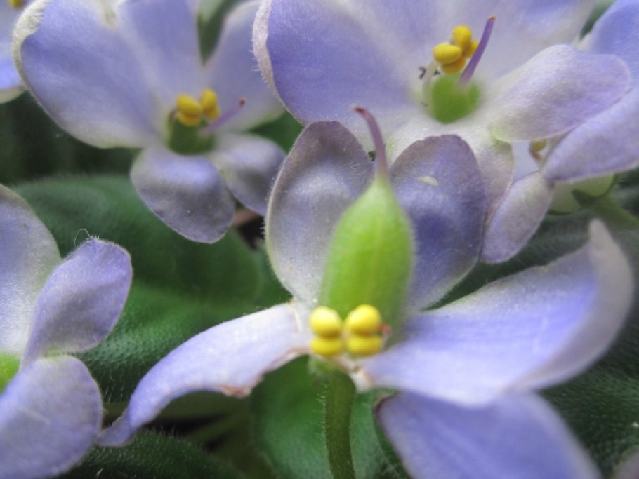 Фиалка нейтири