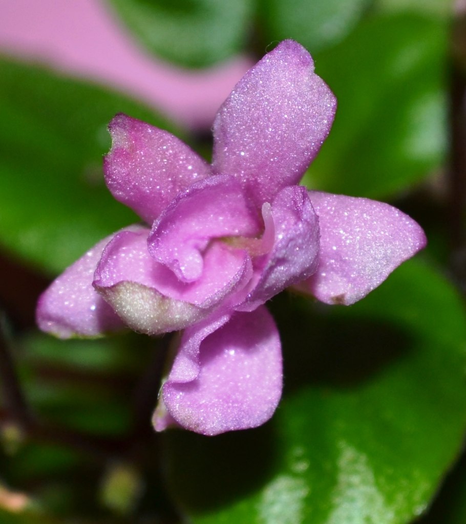 Фиалка хризантема фуксия