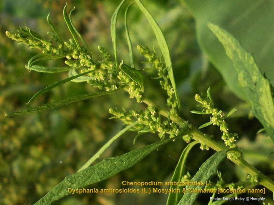 Марь (Chenopodium)