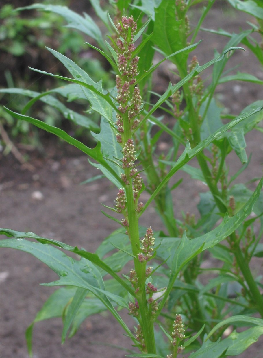 Chenopodium coronopus