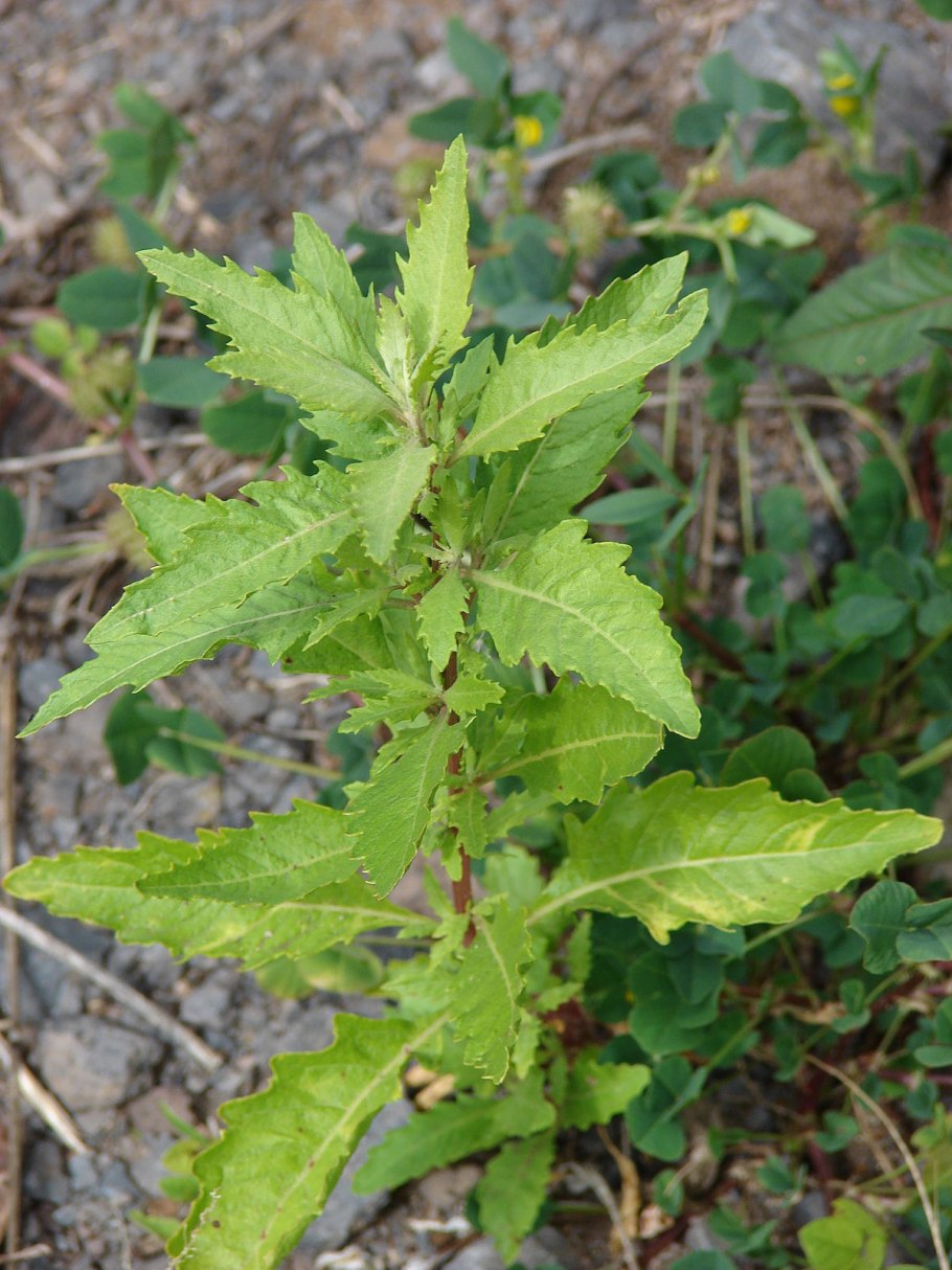Chenopodium ambrosioides