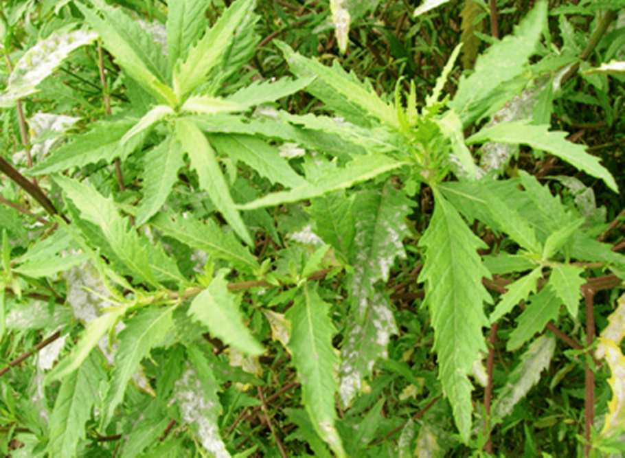 Dysphania ambrosioides