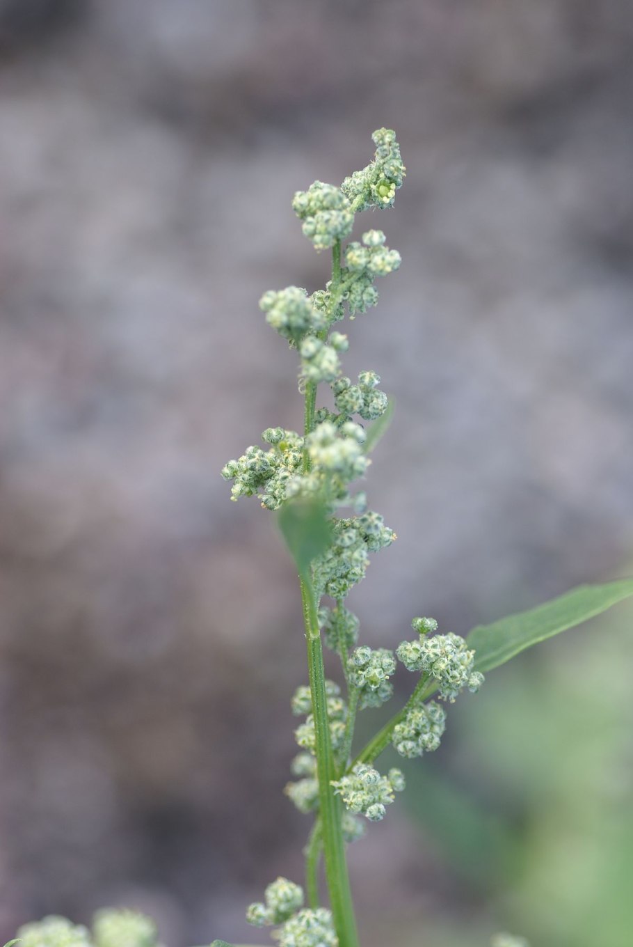 Chenopodium suecicum