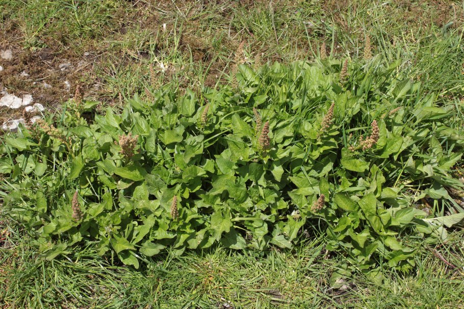 Chenopodium Anthelminticum (Хеноподиум антельминтикум) Марь противоглистная