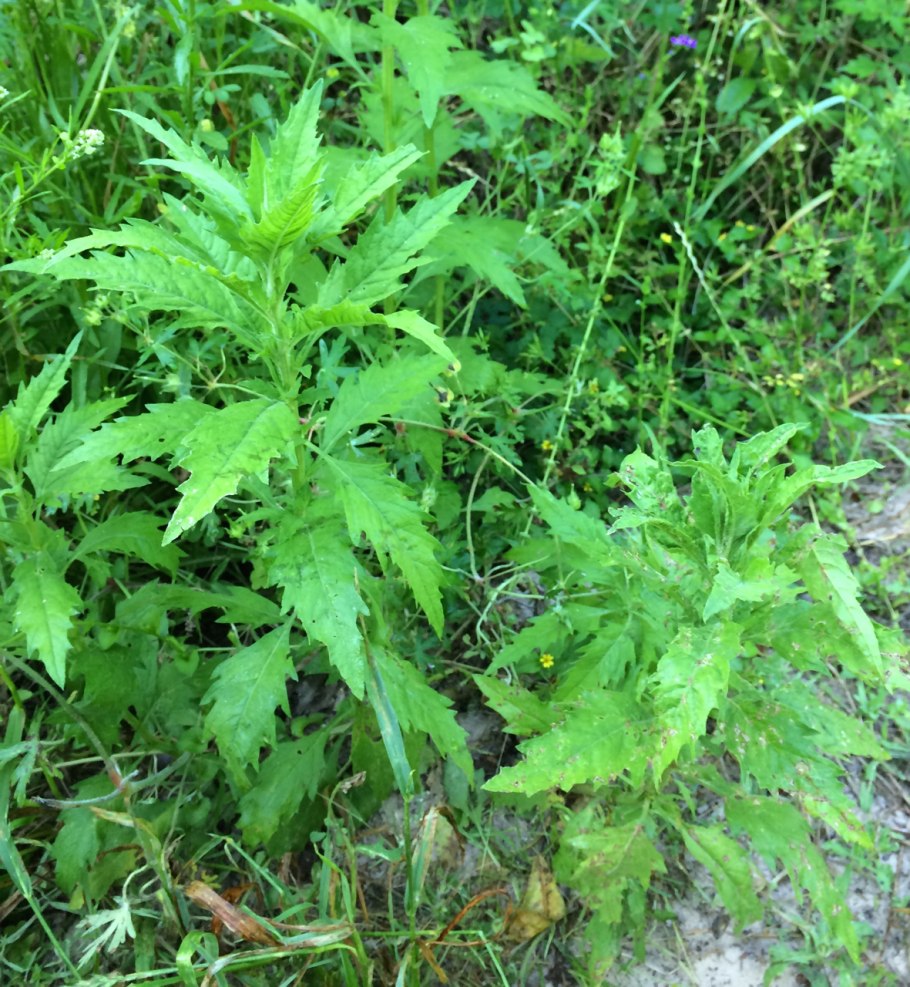 Марь амброзиевидная цветок