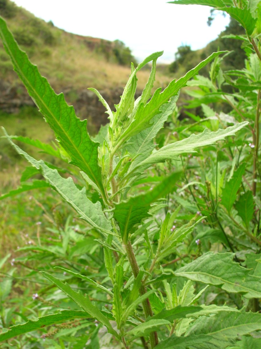 Chenopodium (Хеноподиум)