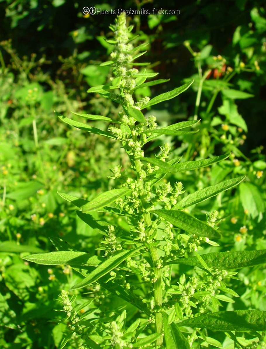 Dysphania ambrosioides