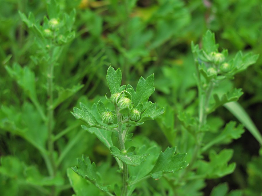 Chenopodium Botrys l.