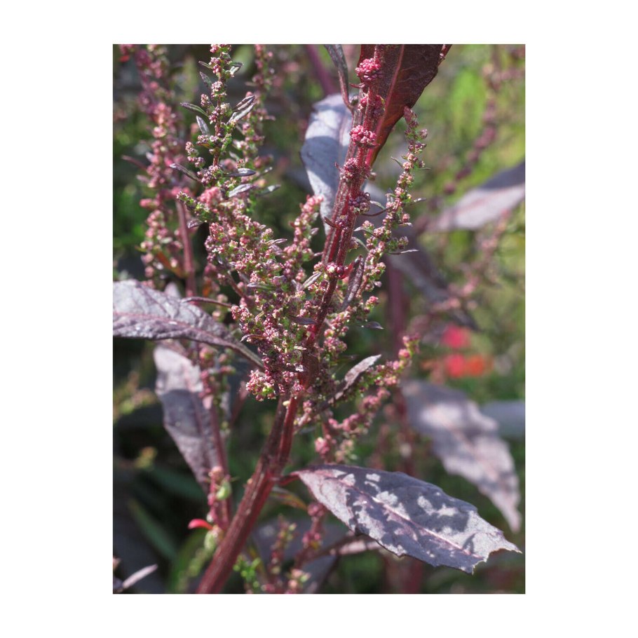 Амарант метельчатый