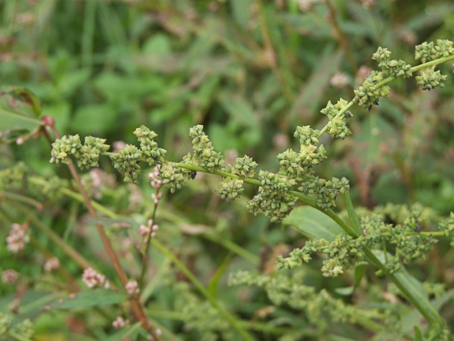 Лебеда чечевицевидная