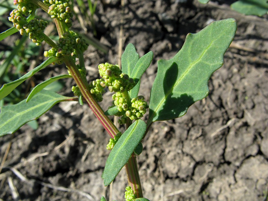 Марь сизая (chenopodium glaucum)