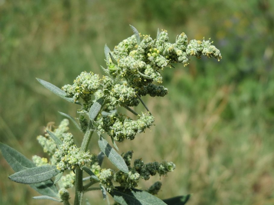 Chenopodium botrys