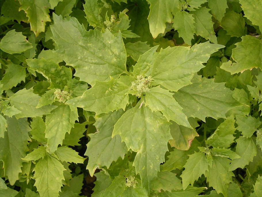 Марь сизая (Chenopodium glaucum)