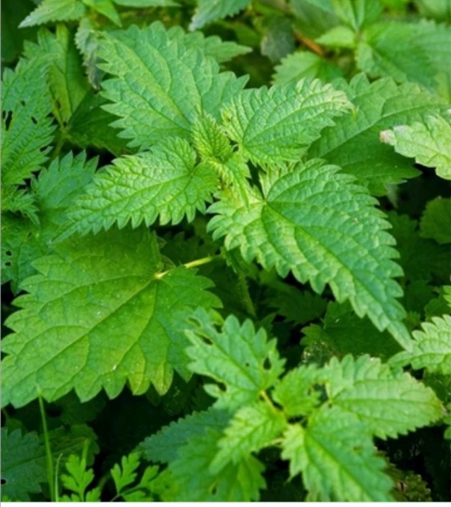 Двудомная крапива