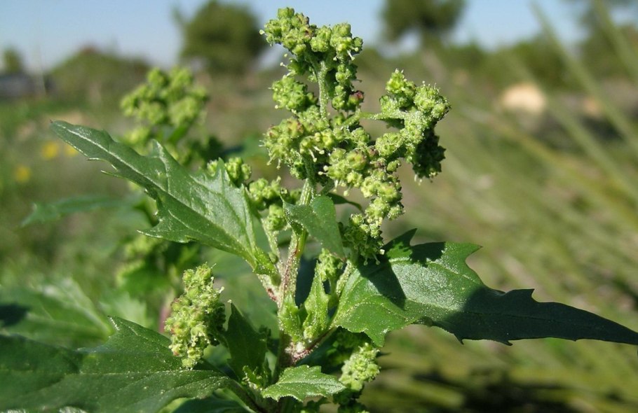 Chenopodium murale