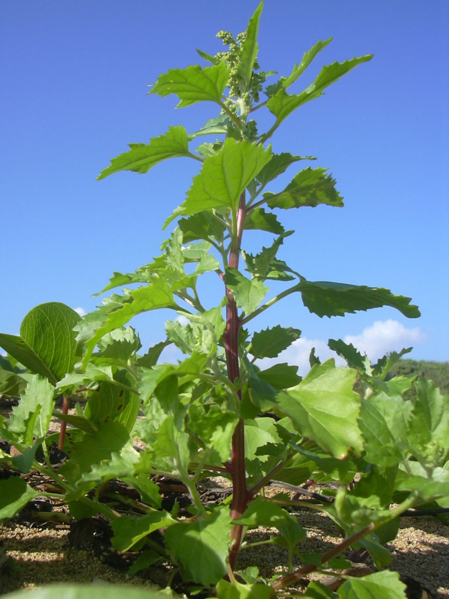 Chenopodium urbicum