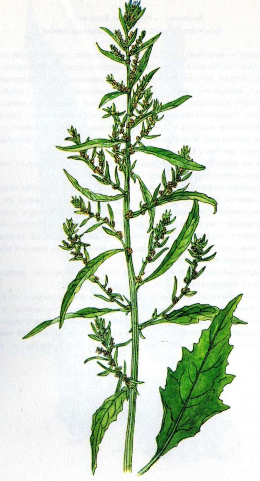 Лебеда марь-белая растение