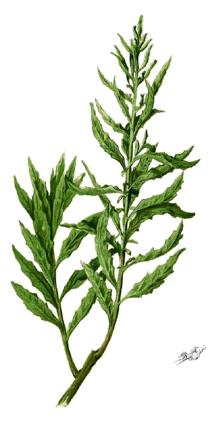 Dysphania ambrosioides