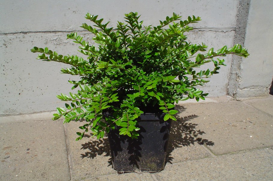 Жимолость блестящая (Lonicera nitida)