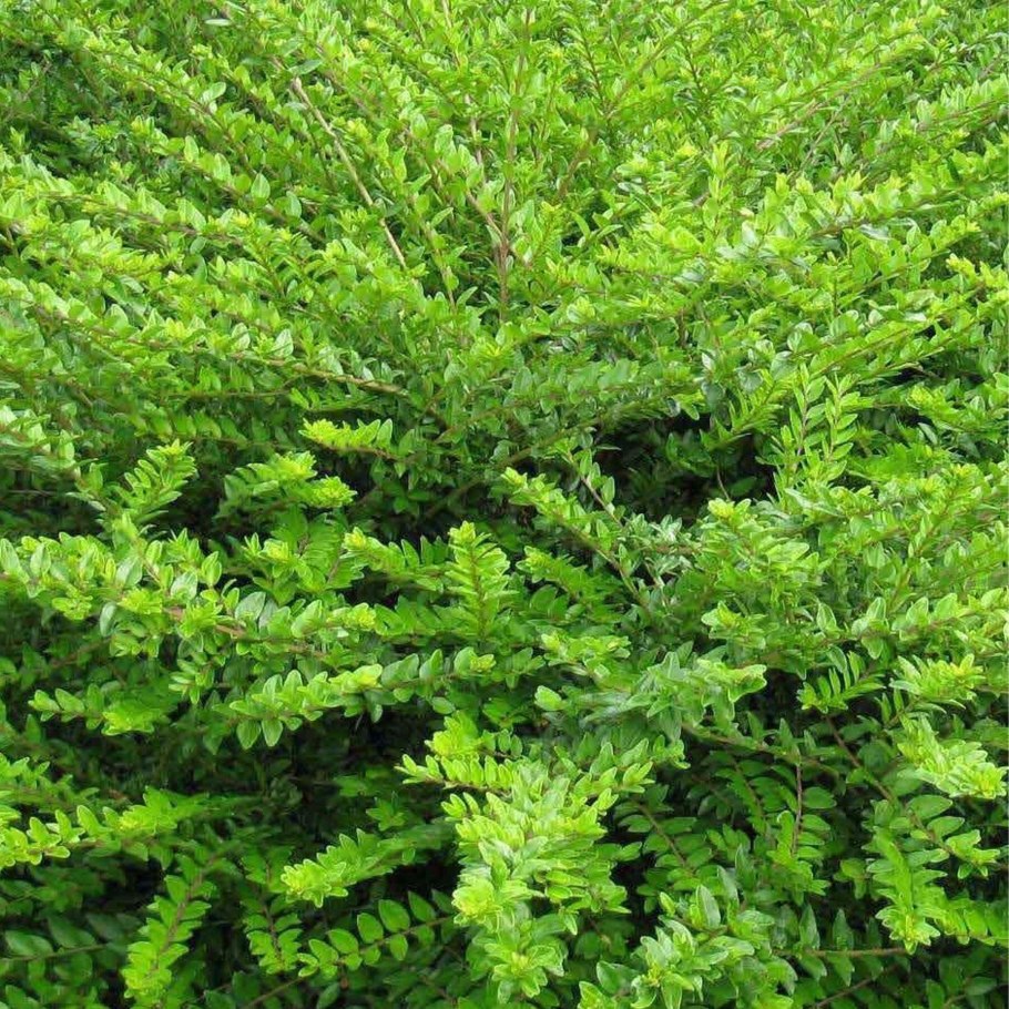 Жимолость стелющаяся шапочная