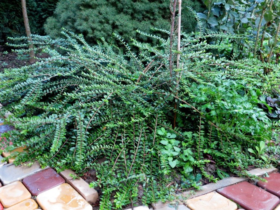 Жимолость Майгрюн